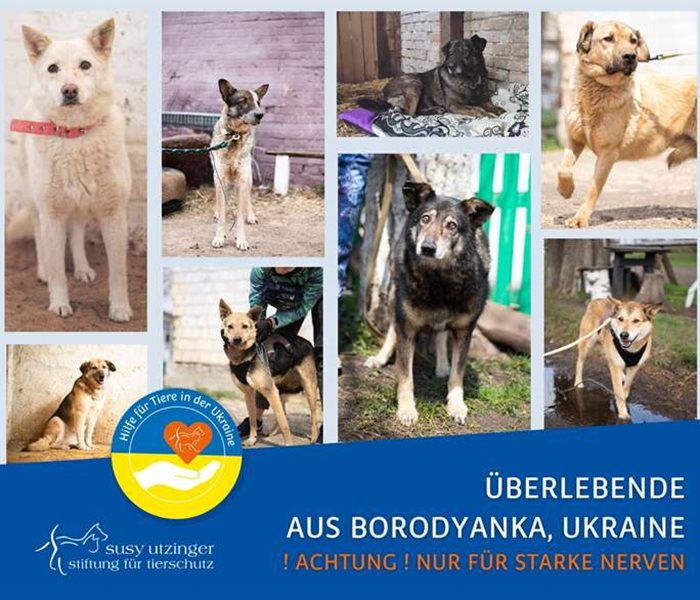 Überlebende Tiere aus Borodyanka, Ukraine