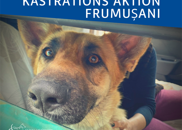 ++ Kampagnen-Report von unserer Kastrations-Aktion in Frumusani, Rumänien ++