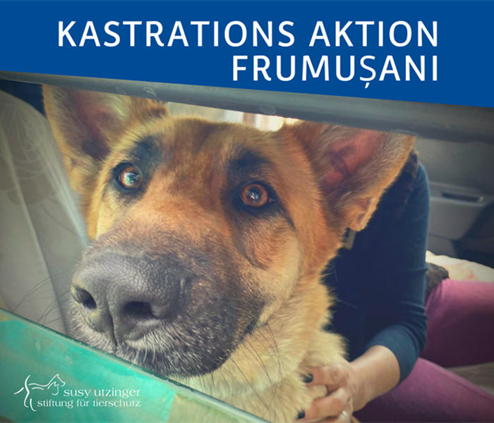 ++ Kampagnen-Report von unserer Kastrations-Aktion in Frumusani, Rumänien ++