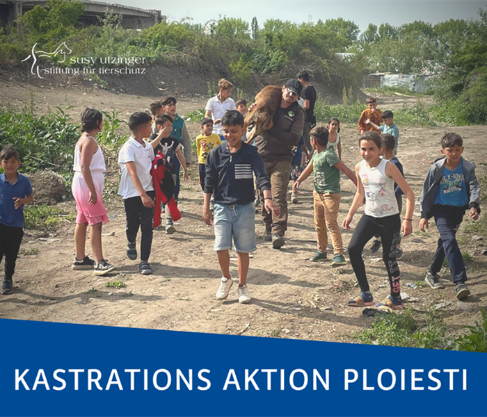 ++ Kampagnen-Report von unserer Kastrationsaktion in Ploiesti, Rumänien ++