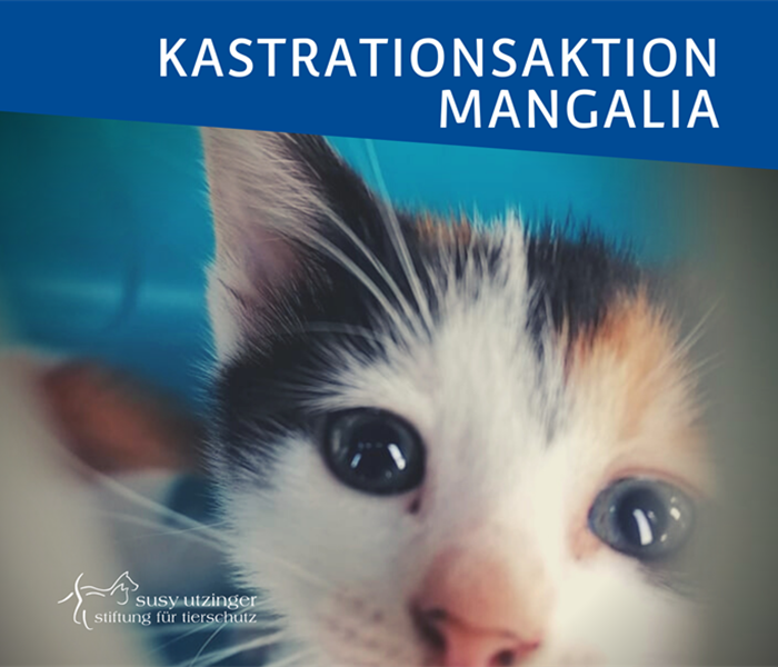 ++ Kampagnenreport von unserer Kastrationsaktion in Mangalia, Rumänien ++