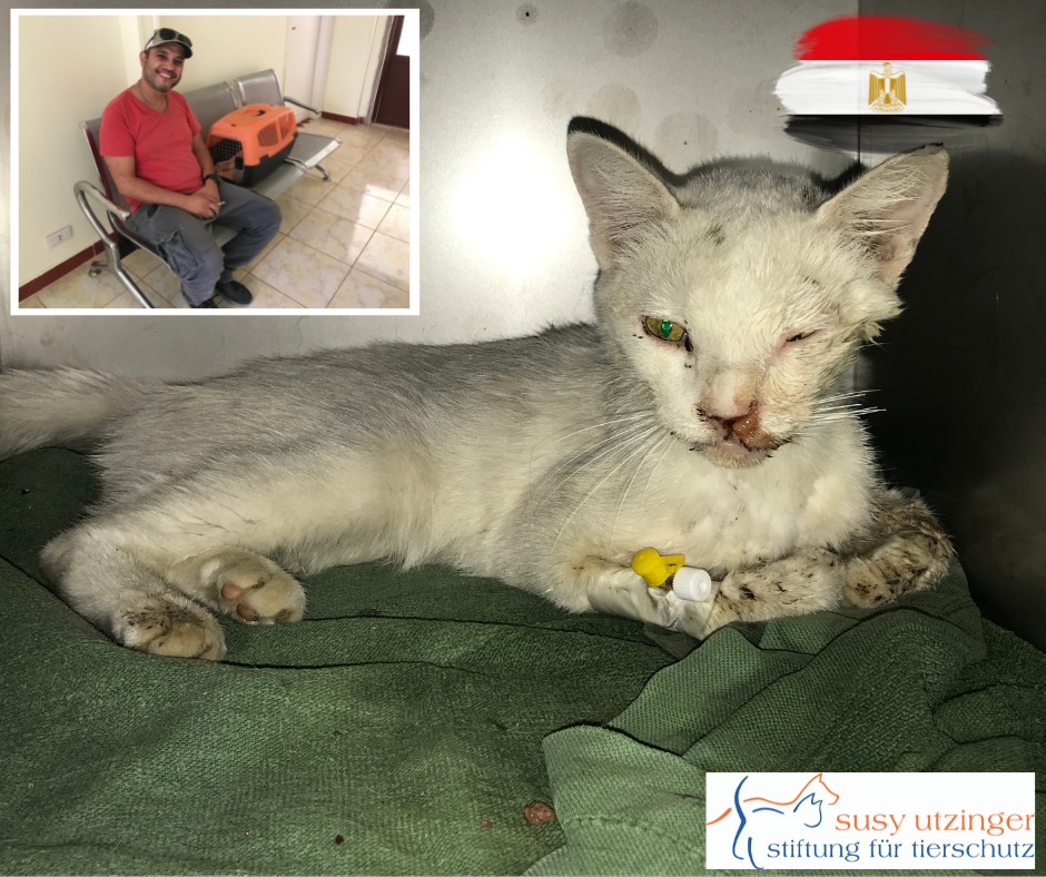 Dank Kieferoperation im SUST Tierwaisenhospital Hurghada...