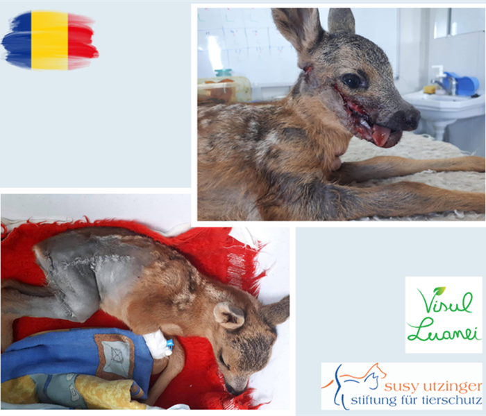 Gleich zwei schwer verletzte Hirschkälber im Wildlife Center "Luanas Dream"