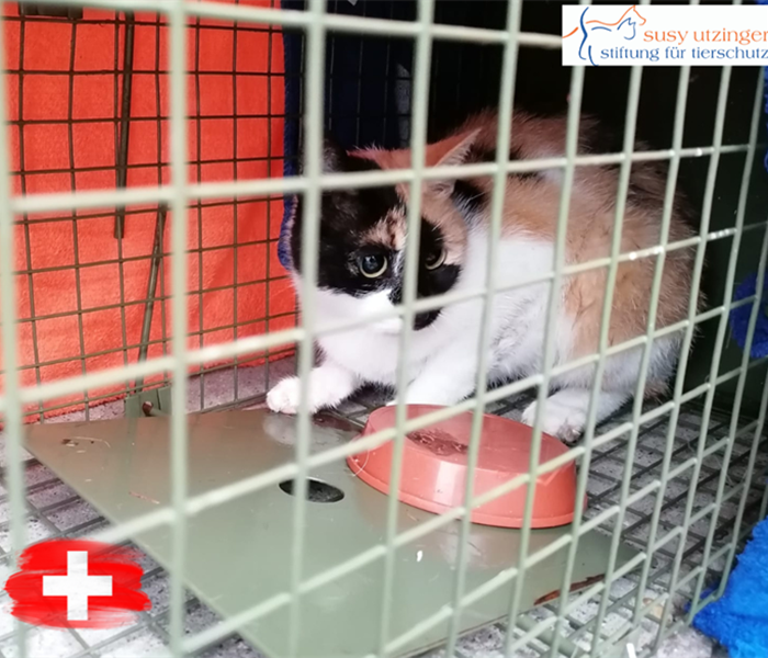 Katzenkastrationen in der Schweiz