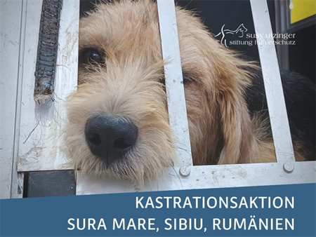 ++ Kampagnen-Report Juli 2022 von unserer Kastrationsaktionen in Sura Mare, Rumänien ++
