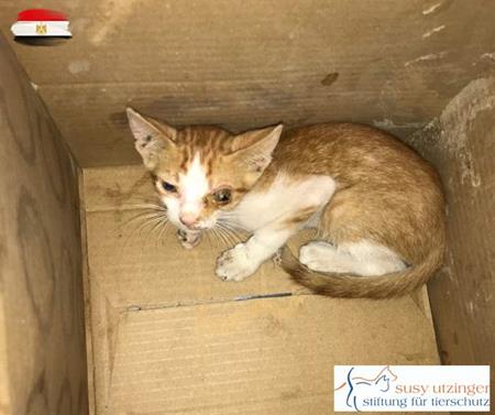 In der Strassenkatzen-Klinik Hurghada...
