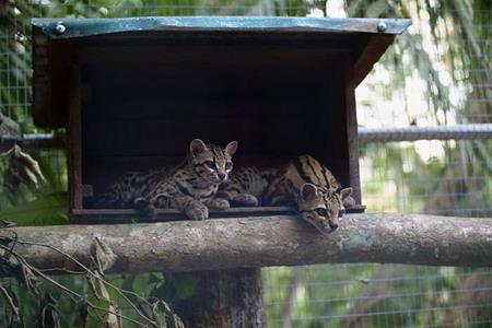 A paradise for the two Margays...
