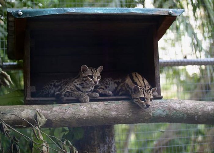 A paradise for the two Margays...