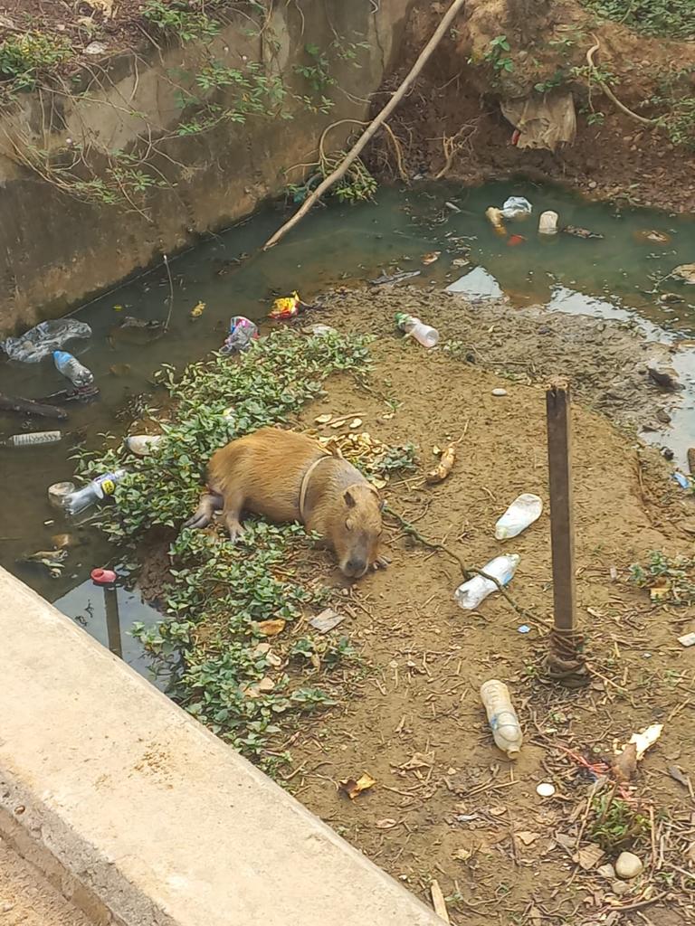 Capybara sauvé !