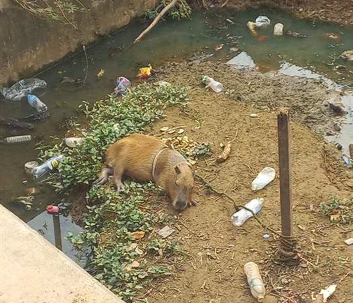 Capybara sauvé !