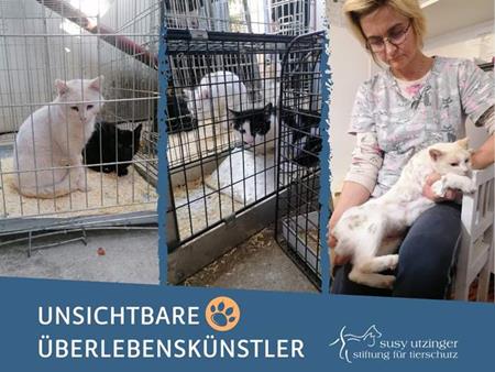 Kostenloses Kastrationsprojekt für Katzen in Moreni, Rumänien