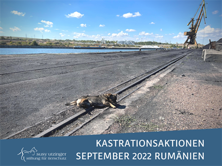 ++ Kampagnen-Reporte September 2022 unserer Kastrationsaktionen in Rumänien ++