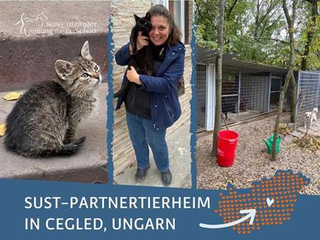 Neues Katzenhaus im SUST-Partnertierheim in Cegled, HU