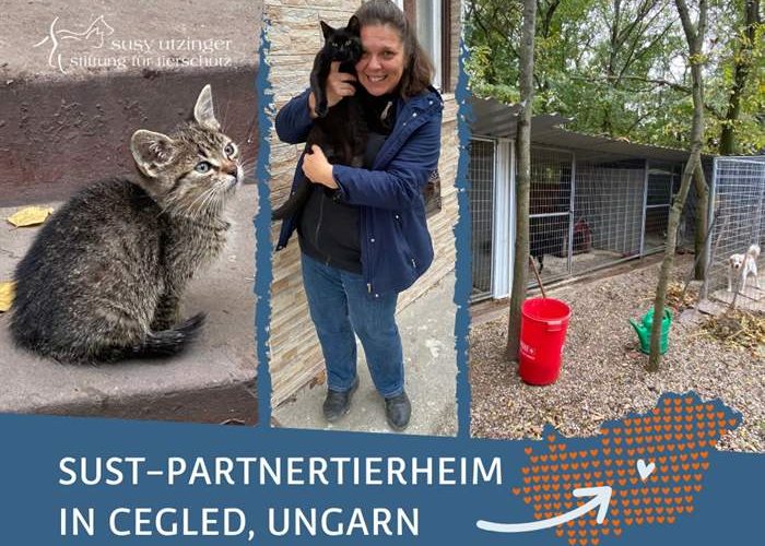 New cat house in SUST-Partnershelter in Cegled, HU
