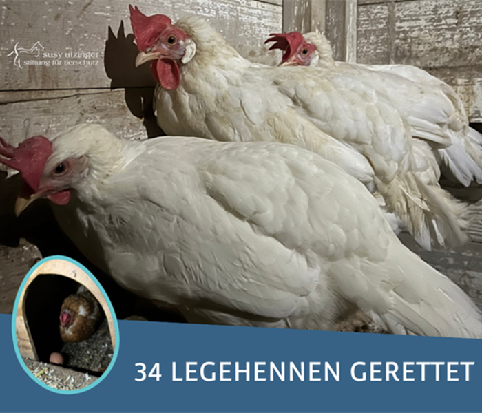 34 laying hens saved