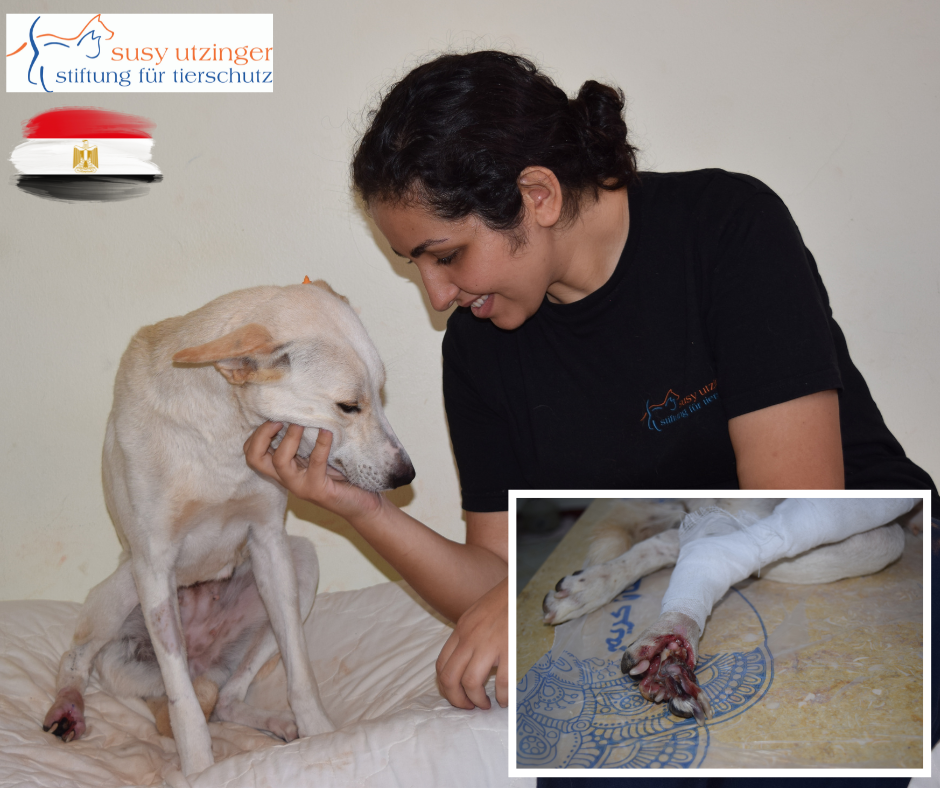 Injured dog after car accident in Hurghada...