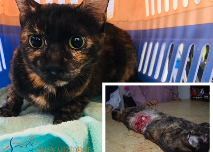 Injured cat in SUST Orphan Animal Hospital Hurghada....