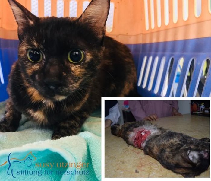 Verletzte Katze im SUST-Tierwaisenhospital Hurghada...
