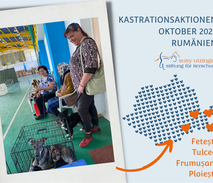 ++ Campaign reports October 2022 of our spay and neuter campaigns in Romania ++