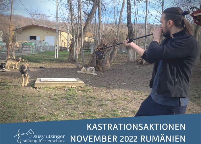 ++ Kampagnen-Reporte November 2022 unserer Kastrationsaktionen in Rumänien ++
