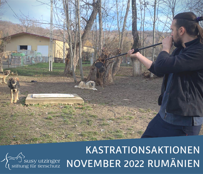 ++ Campaign-Report November 2022 of our spay and neuter campaigns in Romania++
