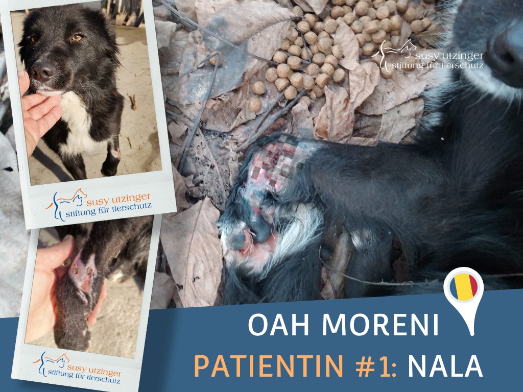 Erste Patientin im neuen Tierwaisenhospital Moreni (RO)