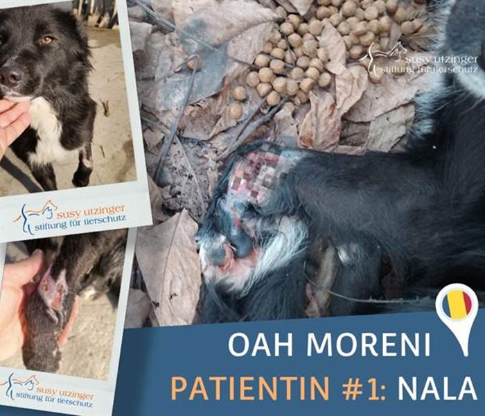 Erste Patientin im neuen Tierwaisenhospital Moreni (RO)