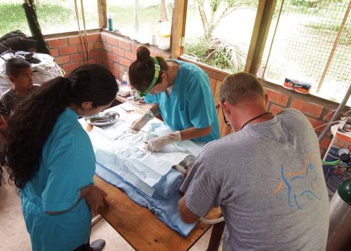 Kastrationsaktion im SUST Orphan Animal Hospital in Peru
