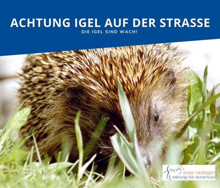 Achtung: Igel!