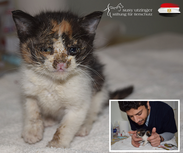 Thanks to your donations we can help this kitten....