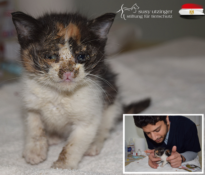 Thanks to your donations we can help this kitten....
