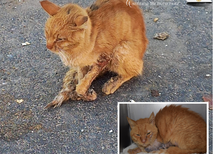 Rescue of severely injured street cat