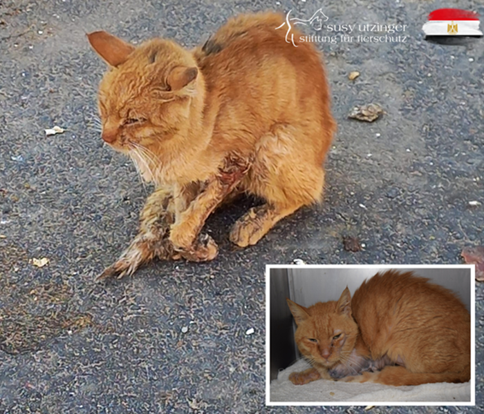 Sauvetage d'un chat de gouttière grièvement blessé
