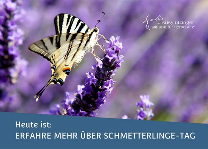 Schweizer Schmetterlinge...