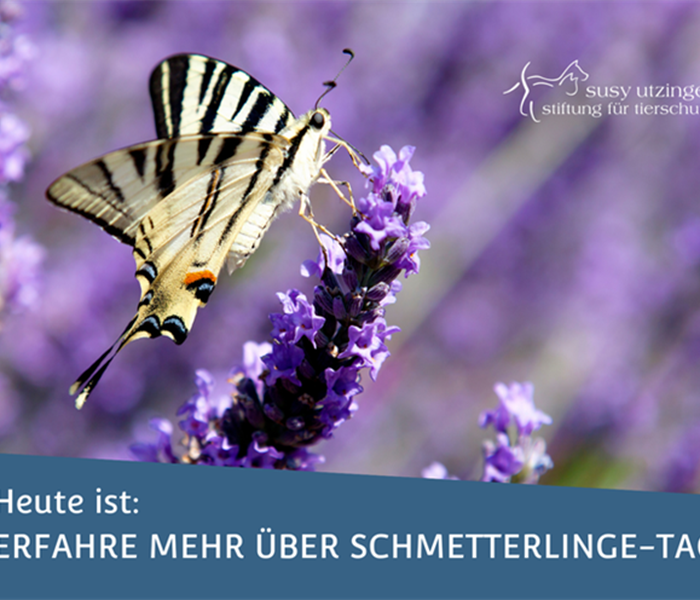 Schweizer Schmetterlinge...