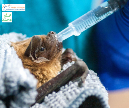 Bats are common patients....