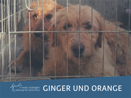 The strays Ginger and Orange from Moreni (RO)...