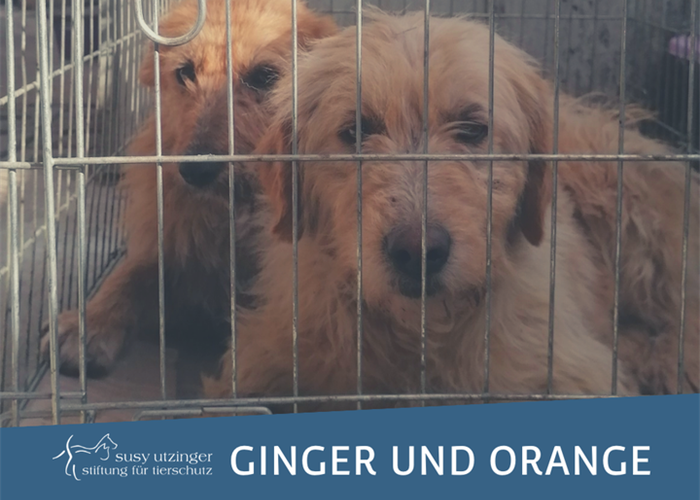 Die Streuner Ginger und Orange aus Moreni (RO)...
