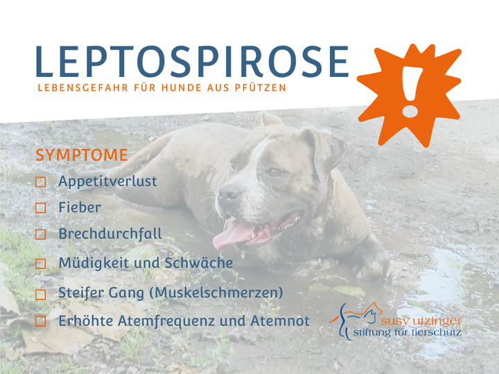 Attention. Leptospirosis...