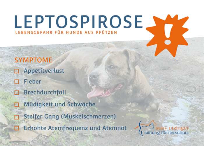 Attention. Leptospirosis...