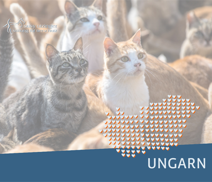 Neutering actions in Hungary