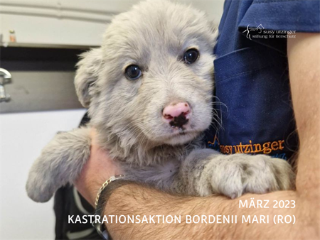 ++Campaign report of our neutering action in Bordenii Mari, Romania from 28-30.03.2023++