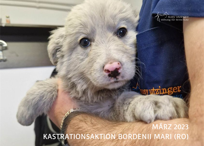 ++Campaign report of our neutering action in Bordenii Mari, Romania from 28-30.03.2023++
