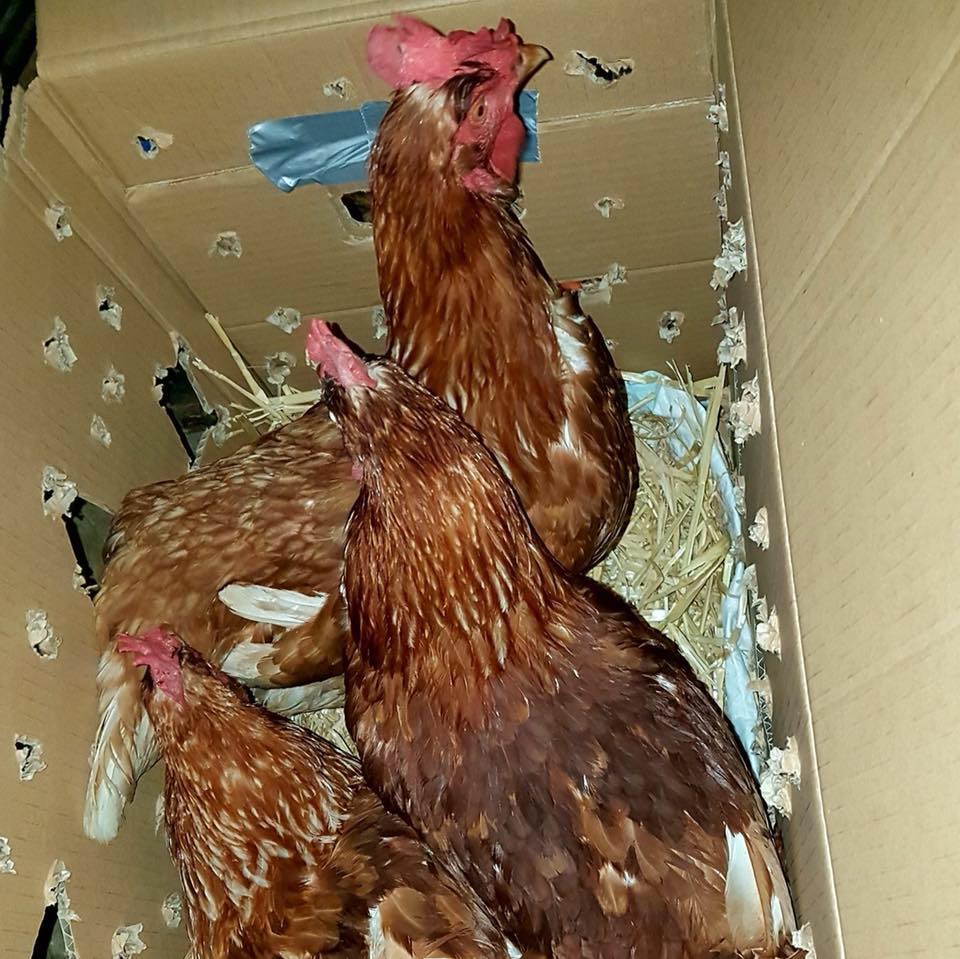 SUST laying hens campaigns: New places to live instead of killing obsolete laying hens
