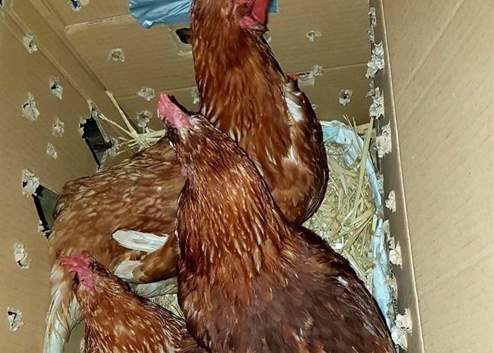 SUST laying hens campaigns: New places to live instead of killing obsolete laying hens