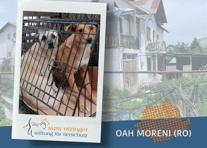 Two dogs rescued by family from killing station in Moreni (RO)
