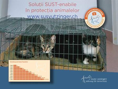 Crowdfunding für Katzenkastrationsaktionen