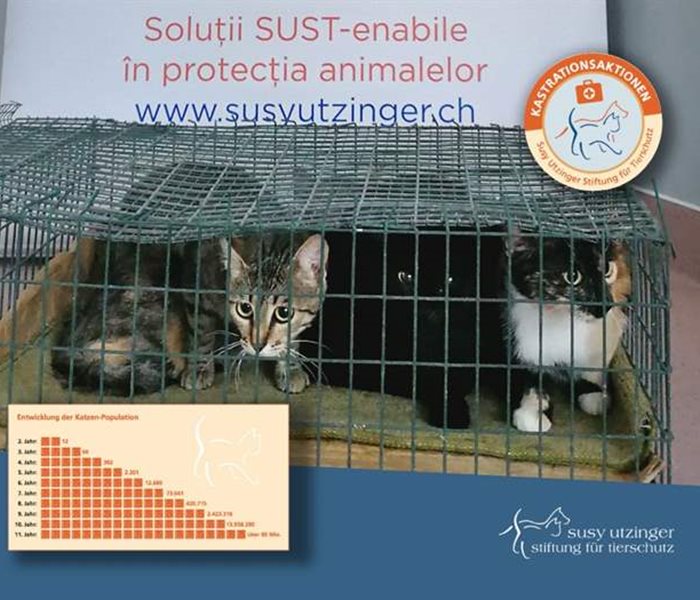 Crowdfunding für Katzenkastrationsaktionen