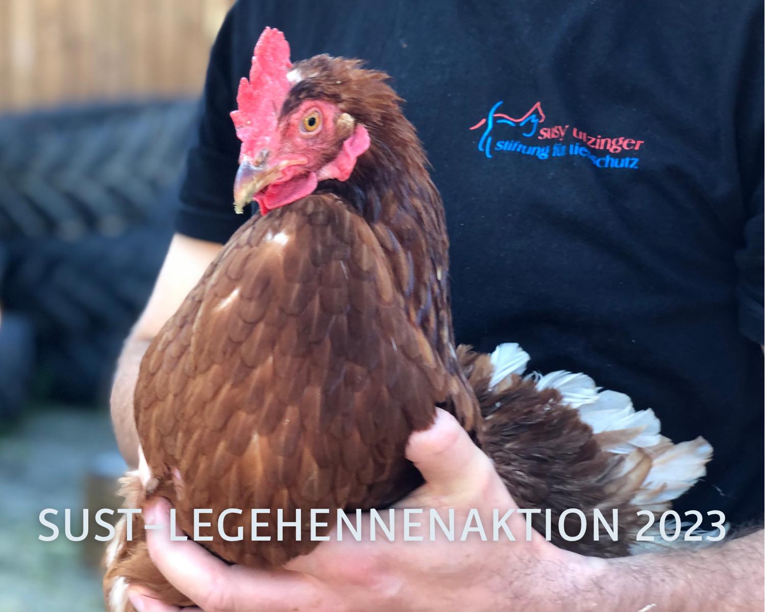 700 laying hens saved...