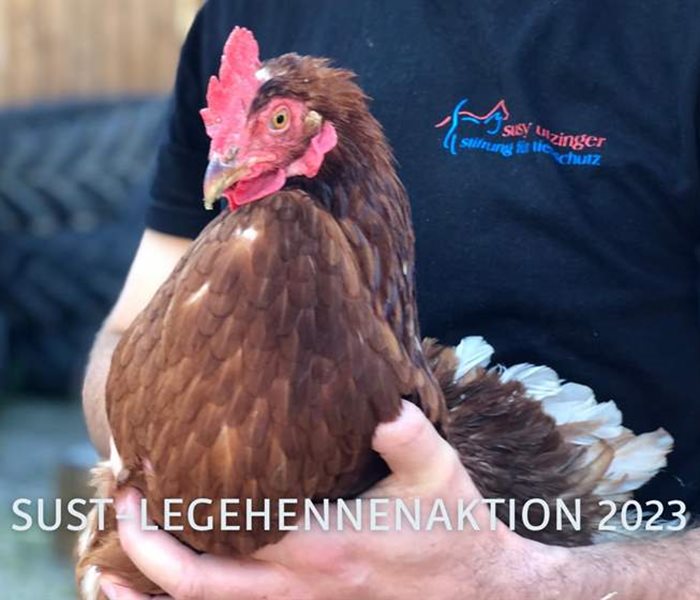700 laying hens saved...